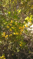 Acacia truncata