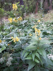Lysimachia vulgaris