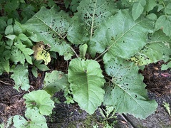 Arctium minus