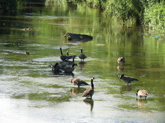 Branta canadensis