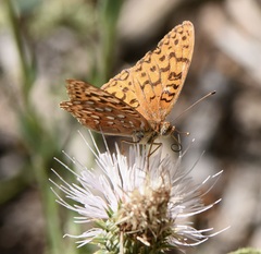 Speyeria coronis carolae