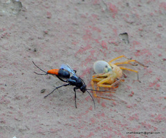 Tachypompilus analis