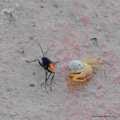 Tachypompilus analis