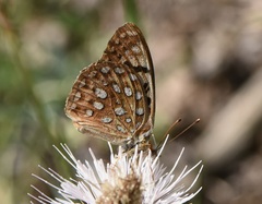 Speyeria coronis carolae