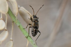 Beosus maritimus