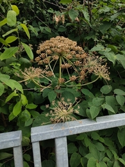 Heracleum mantegazzianum