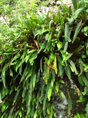 Pleopeltis polylepis