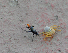 Tachypompilus analis