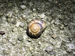Euhadra subnimbosa