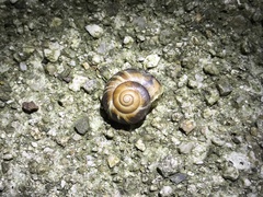 Euhadra subnimbosa