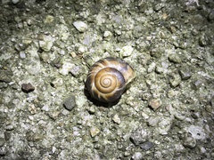 Euhadra subnimbosa