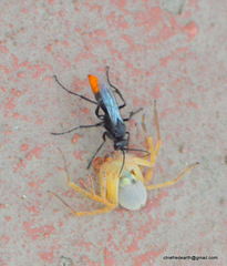 Tachypompilus analis