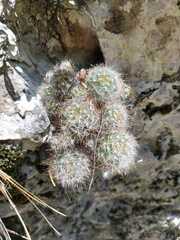 Mammillaria glassii