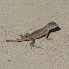 Sceloporus occidentalis