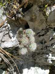 Mammillaria glassii