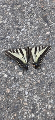 Papilio eurymedon