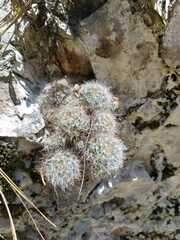 Mammillaria glassii