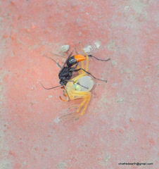 Tachypompilus analis