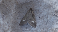 Udea alpinalis