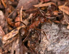 Formica truncorum