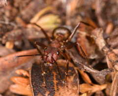 Formica truncorum