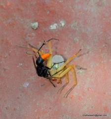 Tachypompilus analis