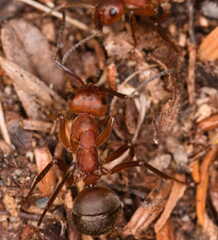 Formica truncorum