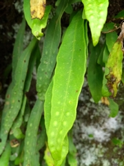 Pleopeltis polylepis