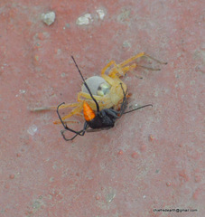 Tachypompilus analis