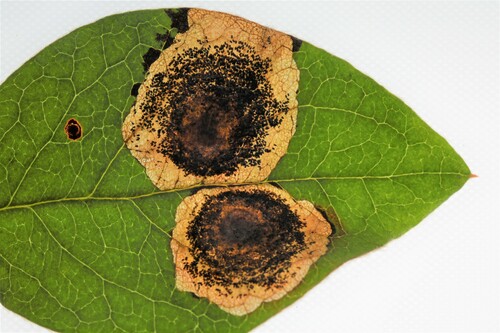Pear Leaf Blister Moth