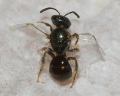 Lasioglossum imitatum
