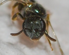 Lasioglossum imitatum
