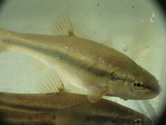 Semotilus atromaculatus