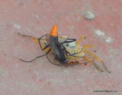 Tachypompilus analis