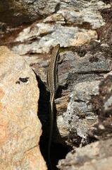 Iberolacerta aurelioi