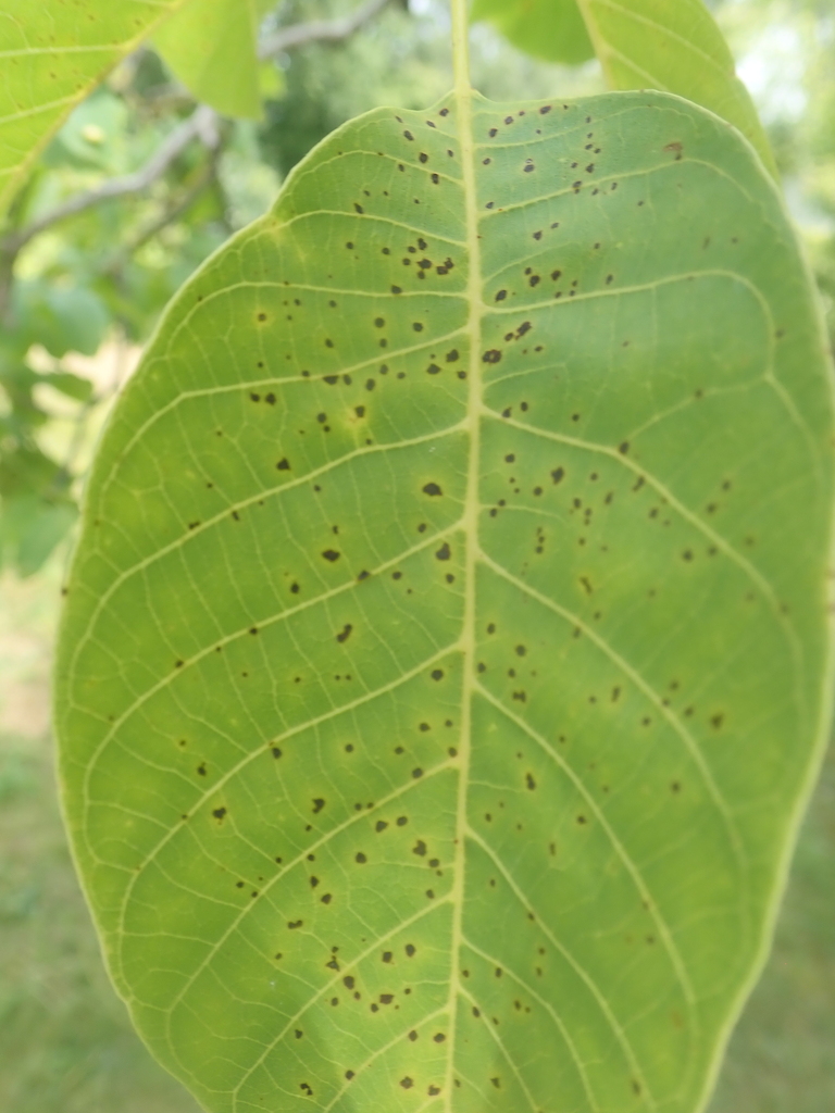 Ceviz bakteriyel yanıklığı (Xanthomonas arboricola pv. juglandis) — yaprak/meyvede koyu lekeler