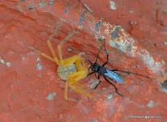 Tachypompilus analis