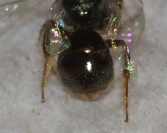 Lasioglossum imitatum