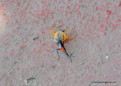 Tachypompilus analis