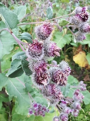 Arctium tomentosum