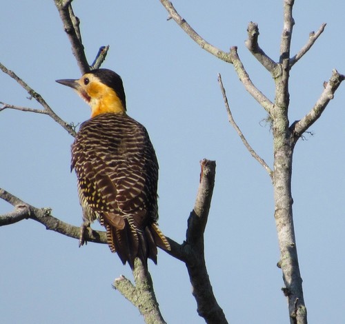 Colaptes campestris