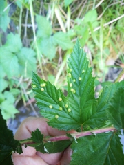 Dasineura ulmaria