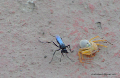 Tachypompilus analis