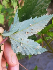Dasineura ulmaria