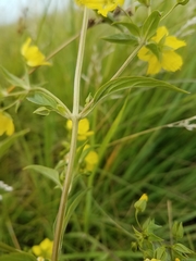 Lysimachia hybrida