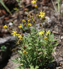 Senecio squalidus rupestris
