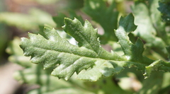 Senecio squalidus rupestris