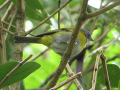 Chlorospingus canigularis