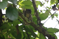 Callosciurus pygerythrus