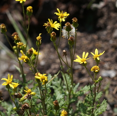 Senecio squalidus rupestris